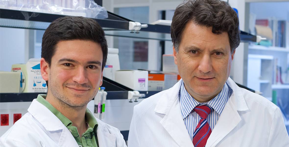 Investigadores del CIMA y del CNIC descubren mecanismos que estimulan la respuesta antitumoral del sistema inmune Se trata de un subgrupo de células dendríticas presentadoras de antígeno que generan linfocitos T citotóxicos frente al tumor
