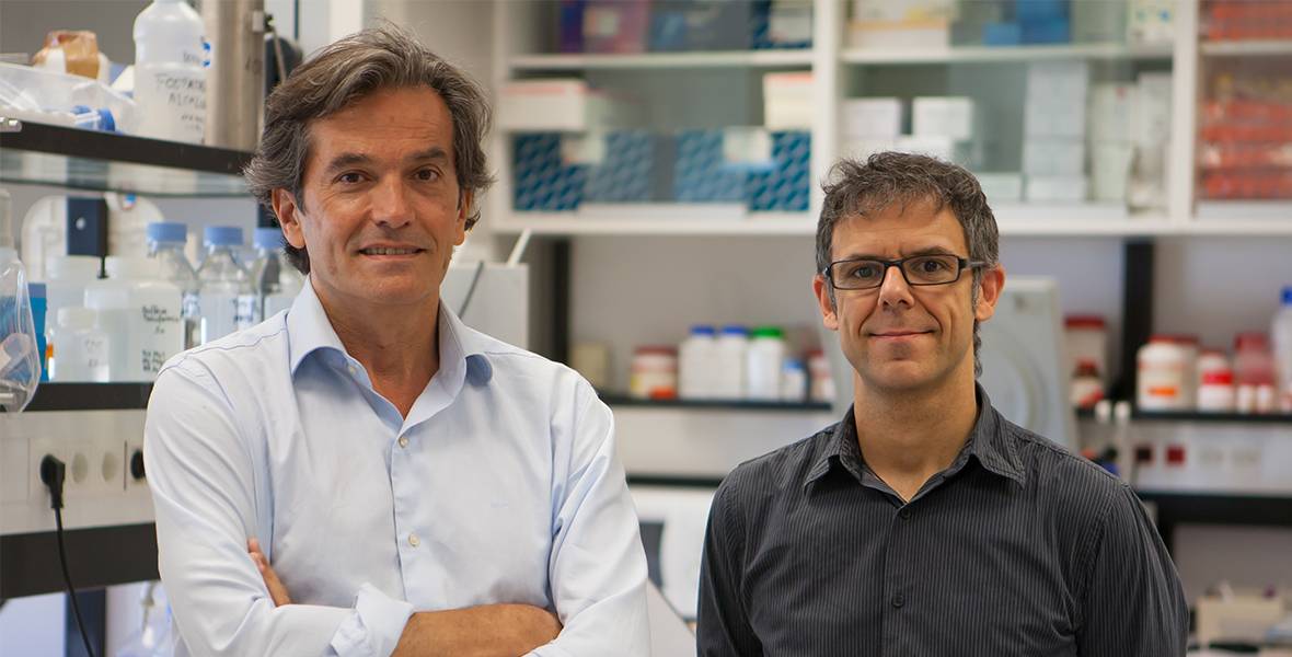 Una proteína implicada en la enfermedad de Crohn participa en el desarrollo de un tipo de linfoma Los doctores José A. Martínez Climent y Eloy Robles, investigadores del CIMA de la Universidad de Navarra.
