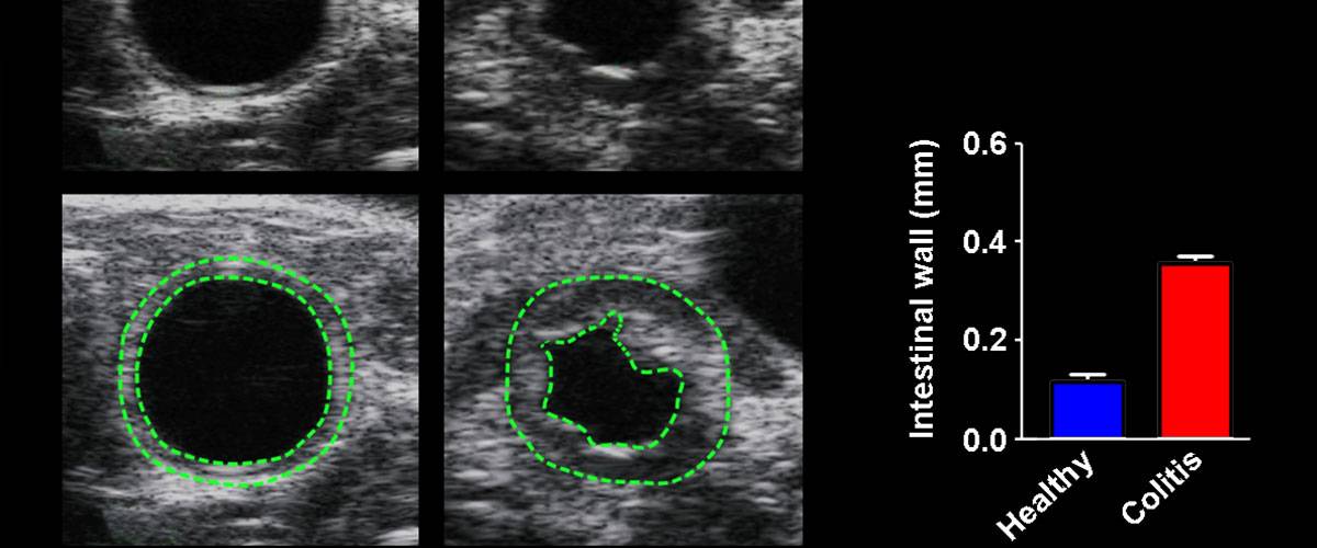 caracterizacion-procesos-patologicos-gastrointestinales-vevo3100
