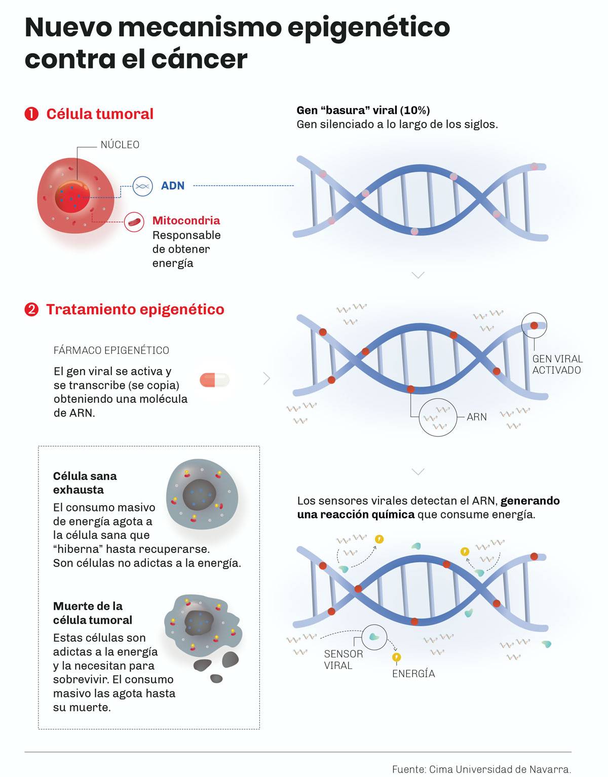 Infografía que explica la inducción de muerte celular en varios cánceres con una terapia epigenética que provoca una respuesta antiviral. Cima Universidad de Navarra