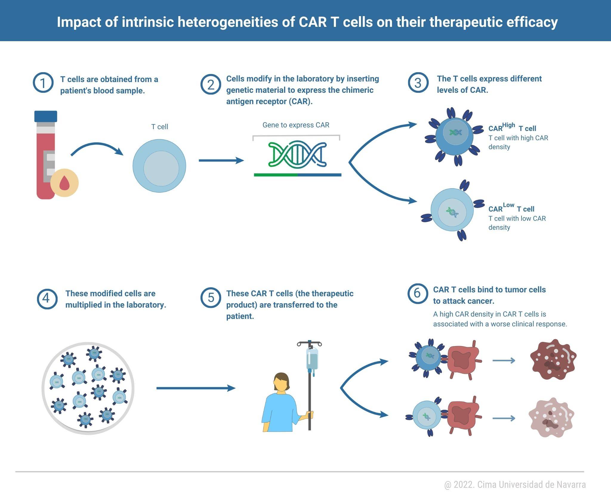 Scientists identify a biomarker that predicts CAR T therapy efficacy