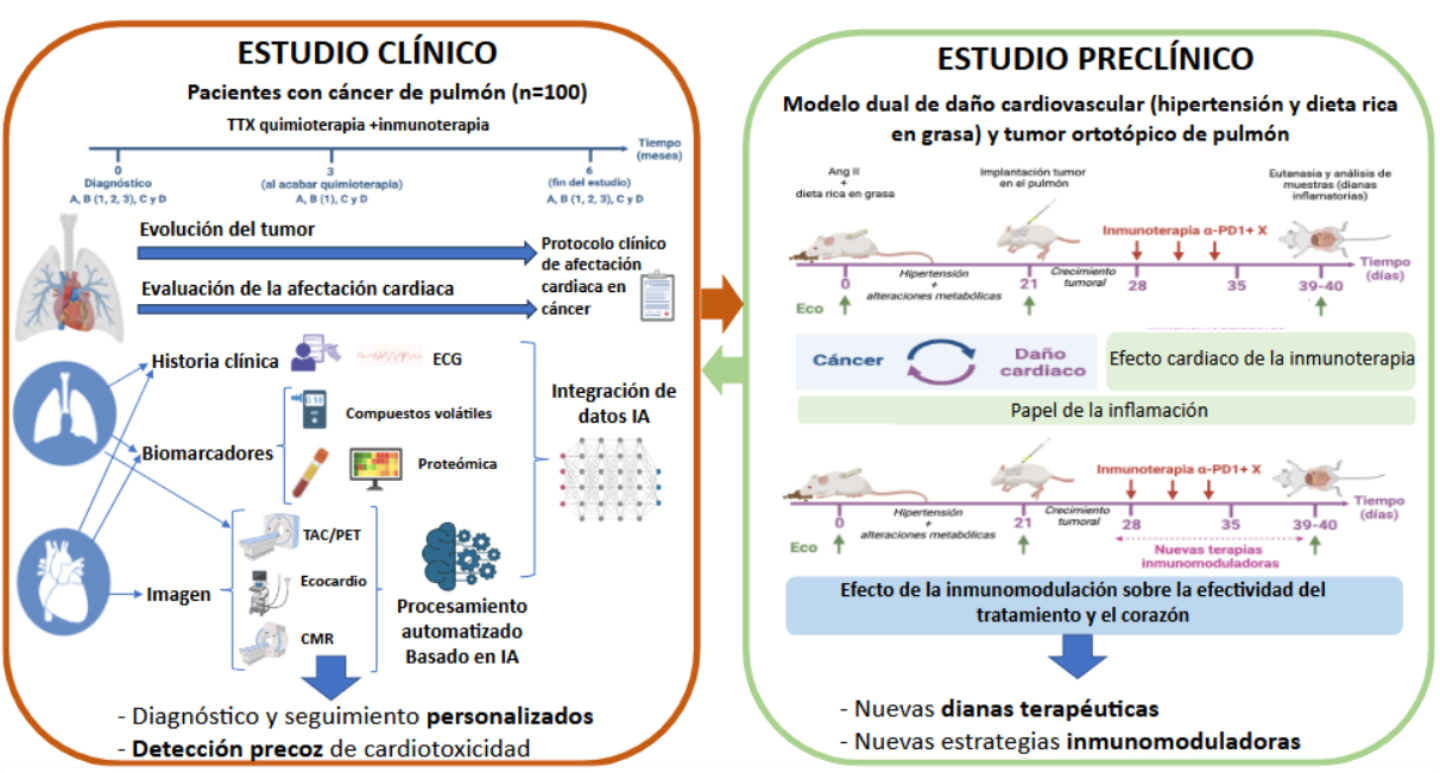 Gráfico de estudios clínicos y preclínicos del proyecto IRATI. Cima Universidad de Navarra